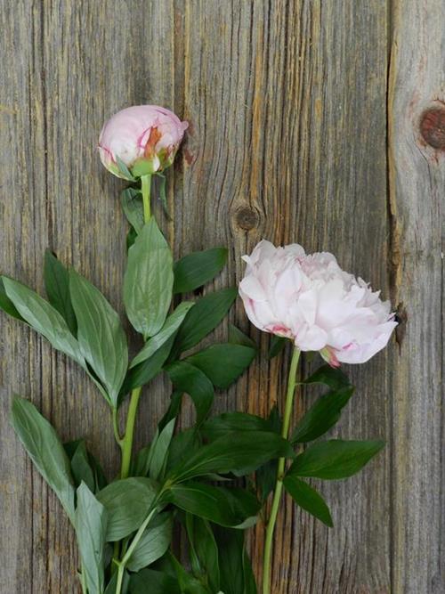 SARAH BERNHARD  LIGHT PINK PEONIES